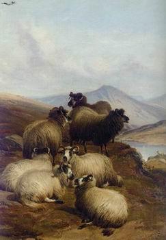 unknow artist Sheep 192 Norge oil painting art